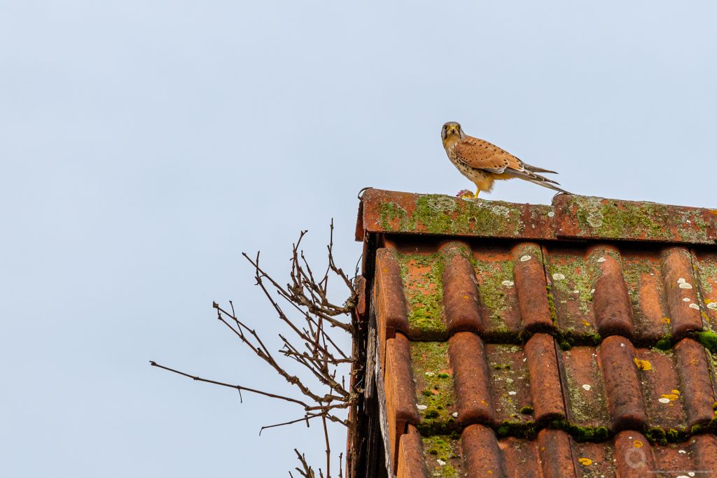 Turmfalke mit Beute