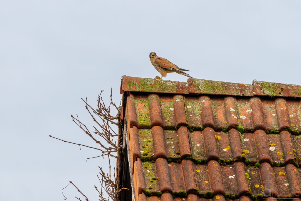 Turmfalke mit Beute