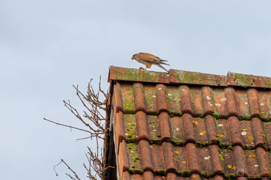 Turmfalke mit Beute