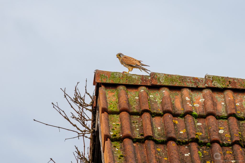 Turmfalke mit Beute