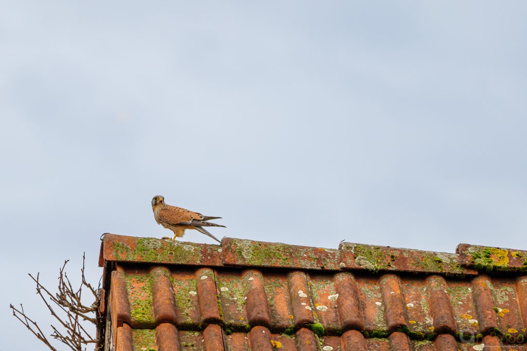 Turmfalke mit Beute