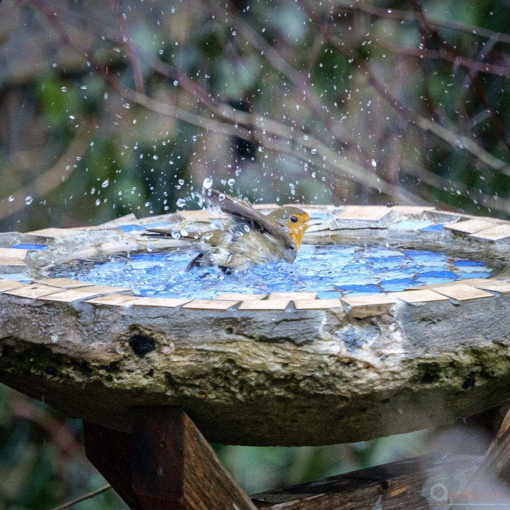 Badendes Rotkehlchen