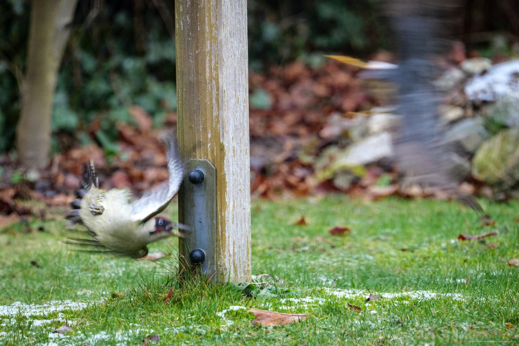 Grünspecht durch Amsel aufgescheucht