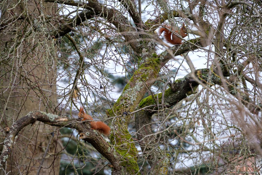 Eichhörnchen im Pflaumenbaum