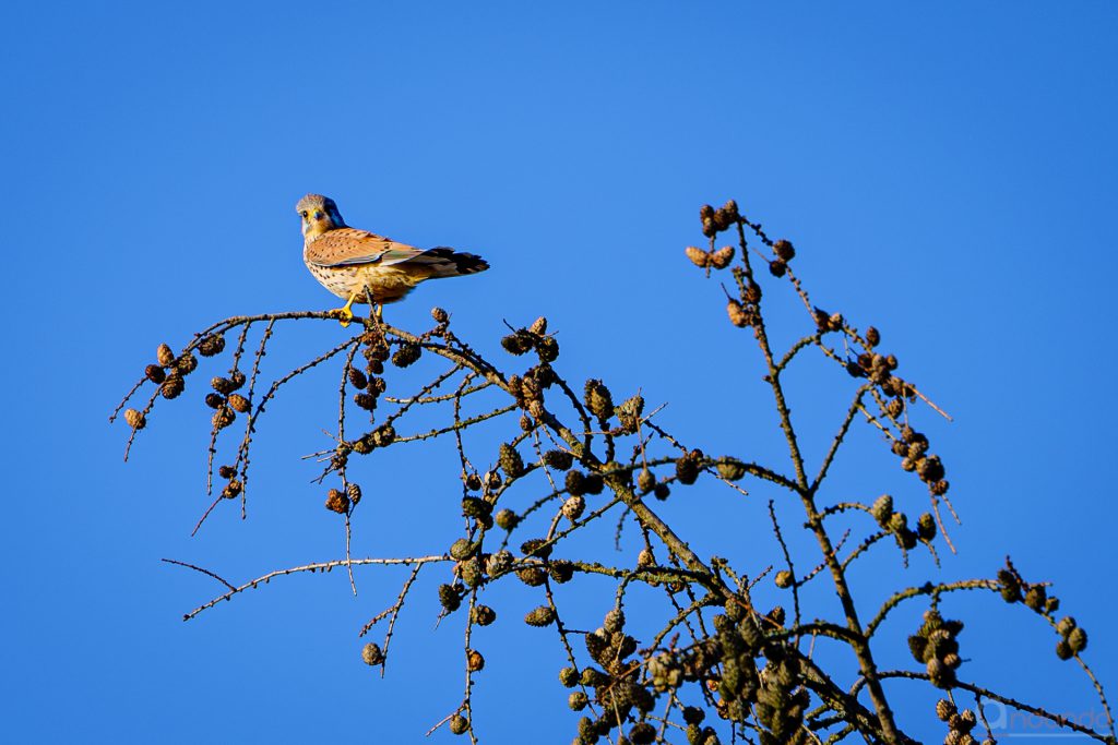 Turmfalke