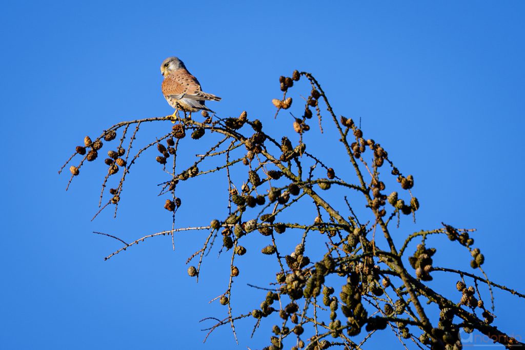 Turmfalke