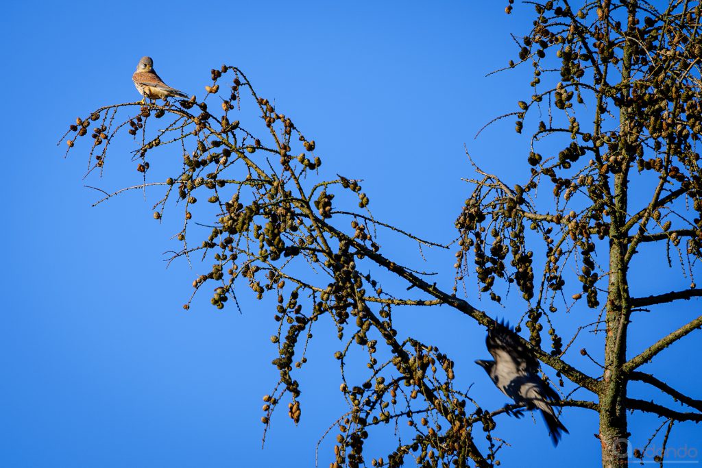 Turmfalke und Krähe 