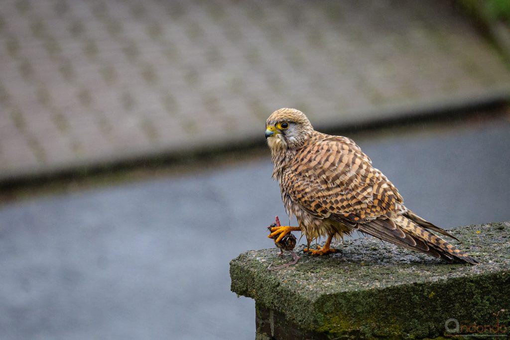 Turmfalke mit Maus