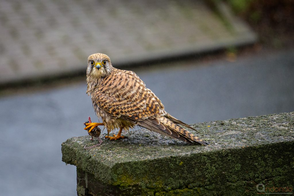 Turmfalke mit Maus