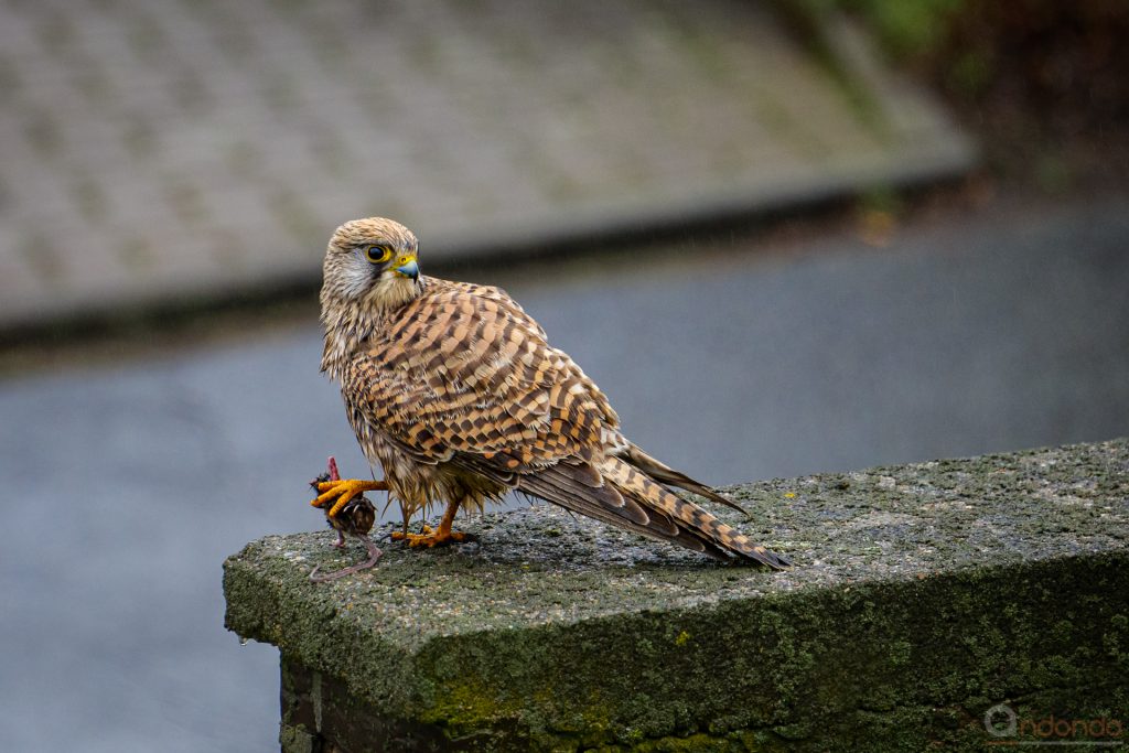 Turmfalke mit Maus