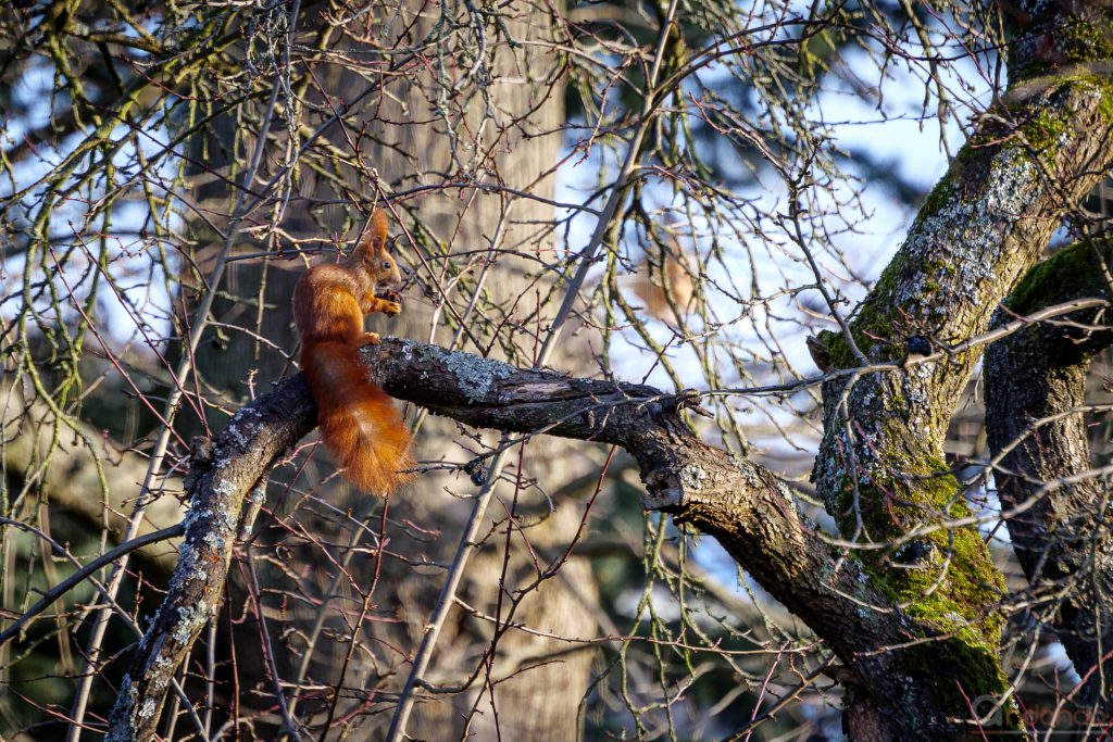 Eichhörnchen im Pfaumenbaum