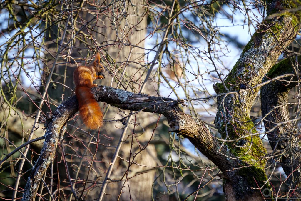 Eichhörnchen im Pfaumenbaum