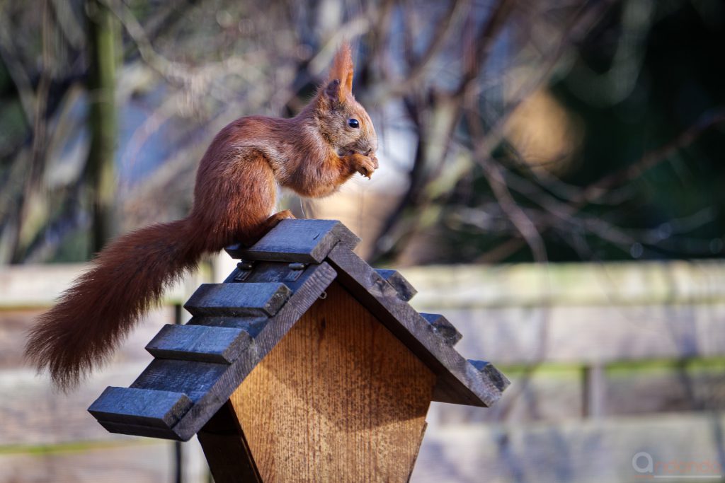 Eichhörnchen am Futterhaus