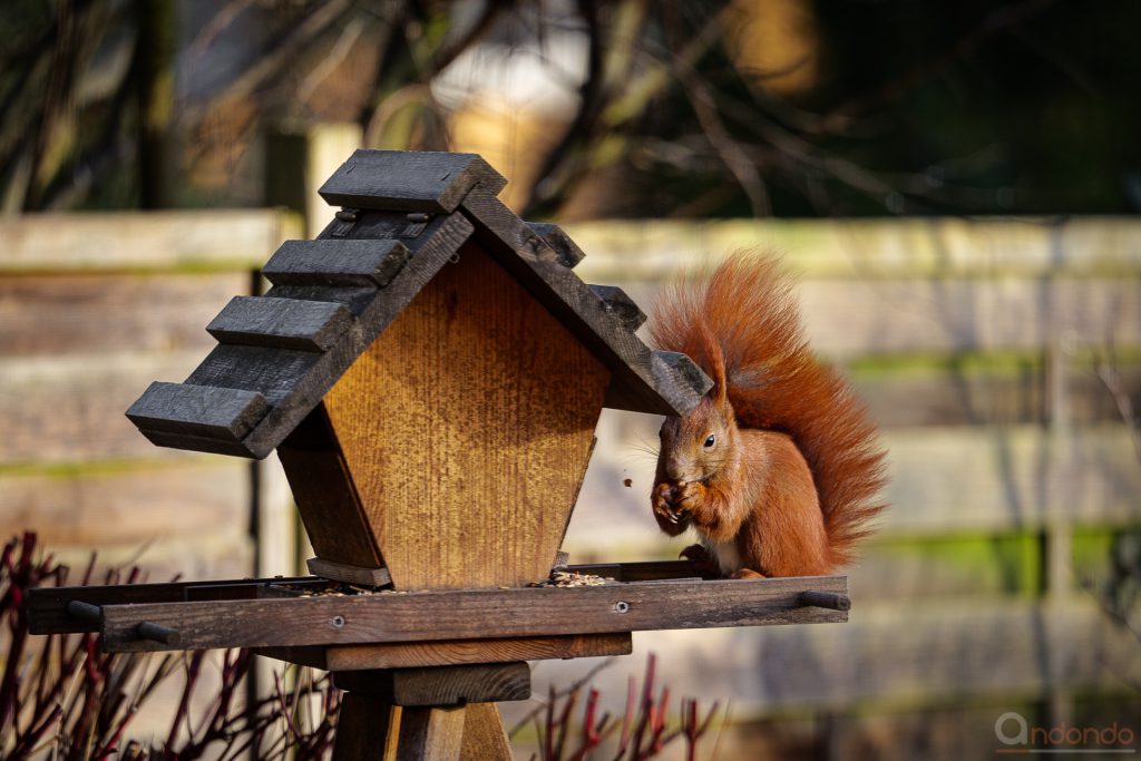 Eichhörnchen am Futterhaus