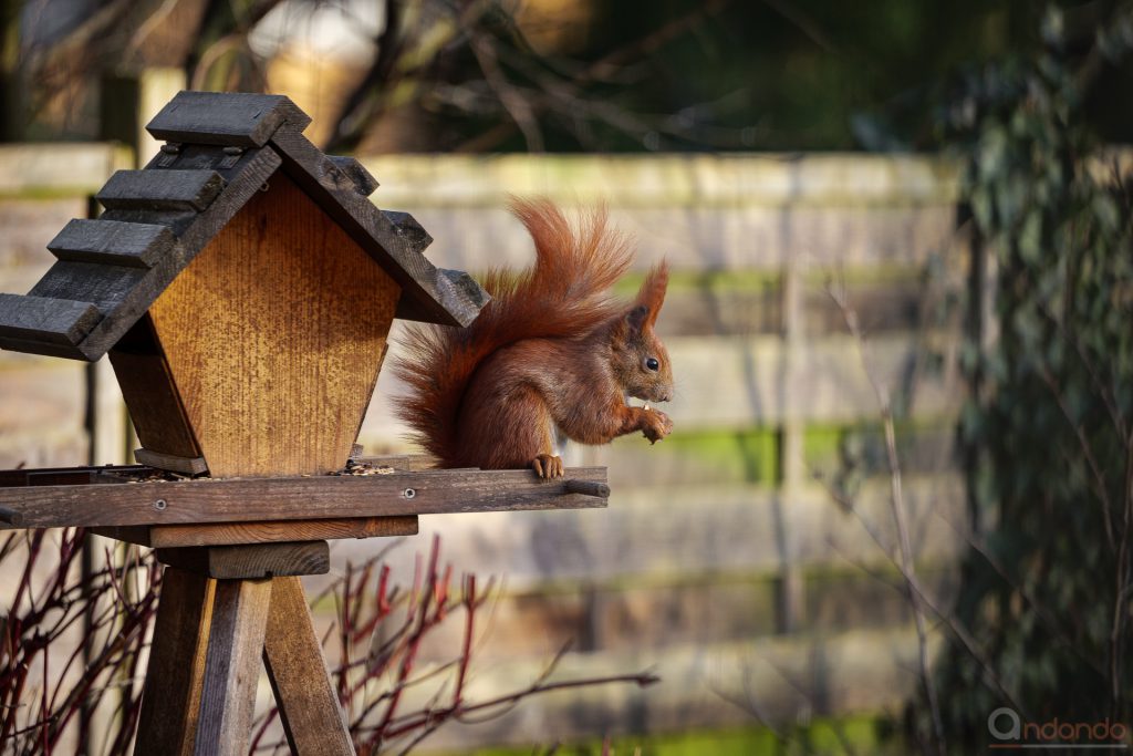 Eichhörnchen am Futterhaus