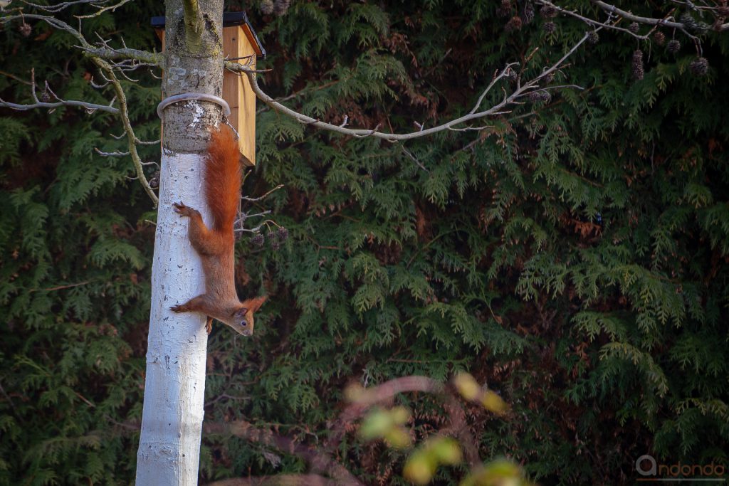 Eichhörnchen am Amberbaum