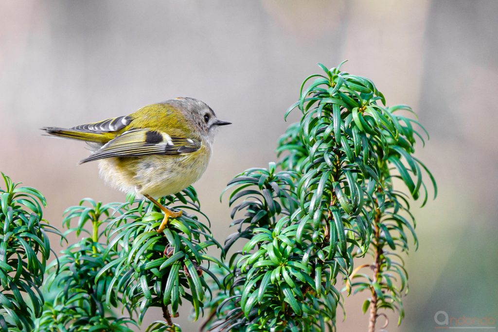 Wintergoldhähnchen