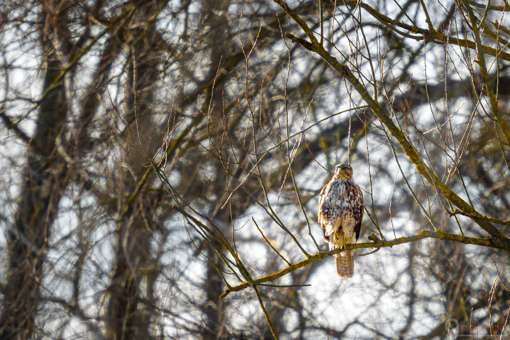 Mäusebussard