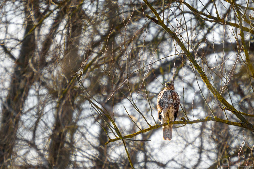 Mäusebussard