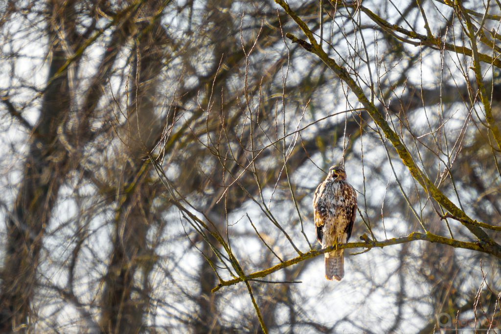 Mäusebussard