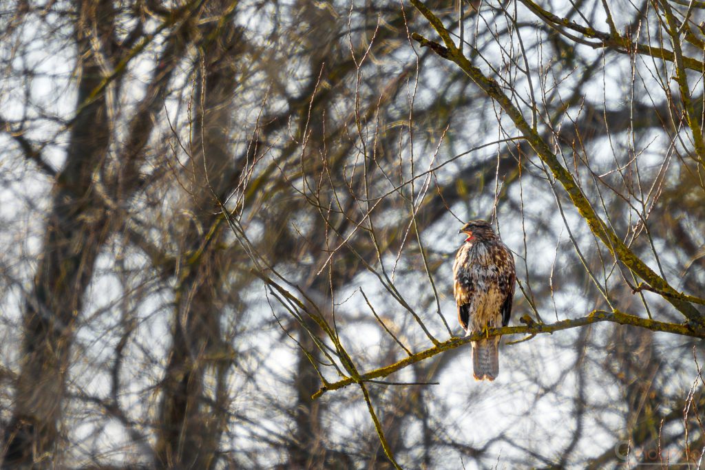 Mäusebussard