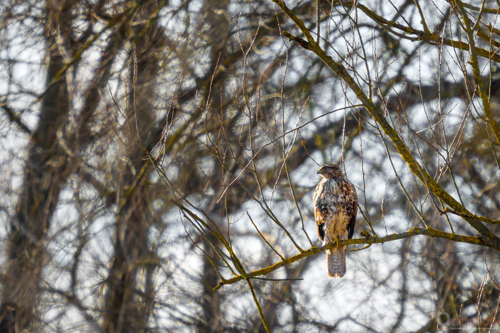 Mäusebussard