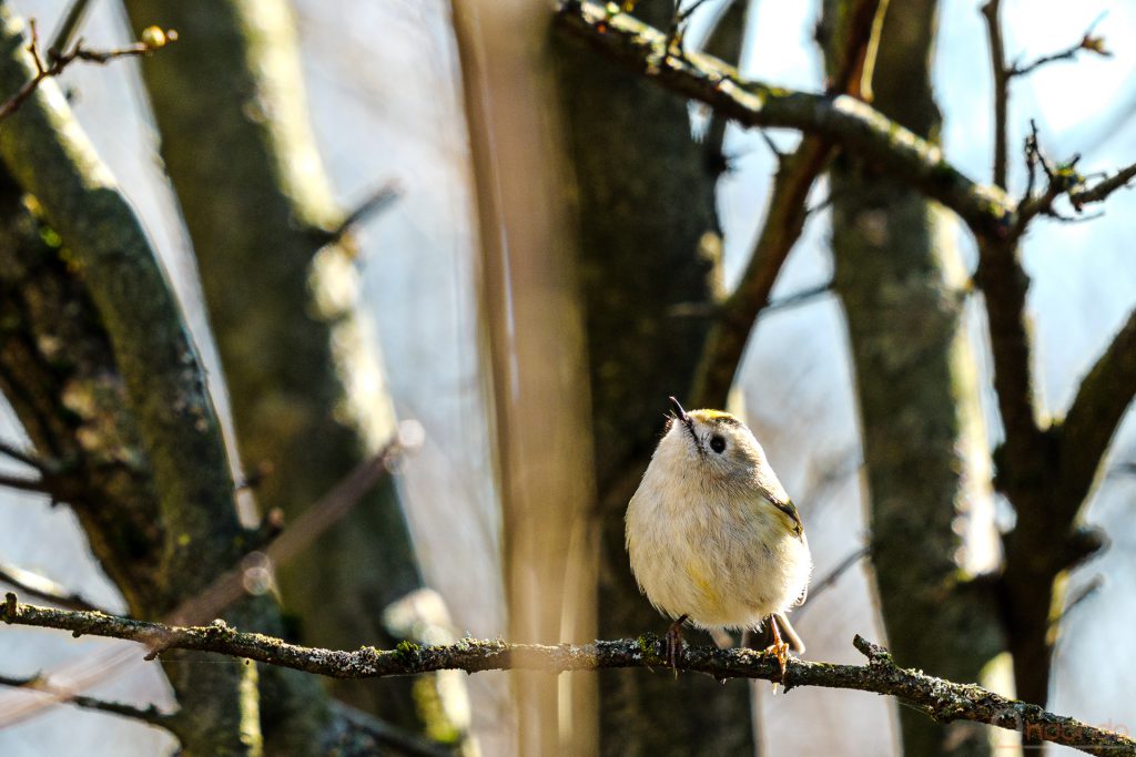 Wintergoldhähnchen