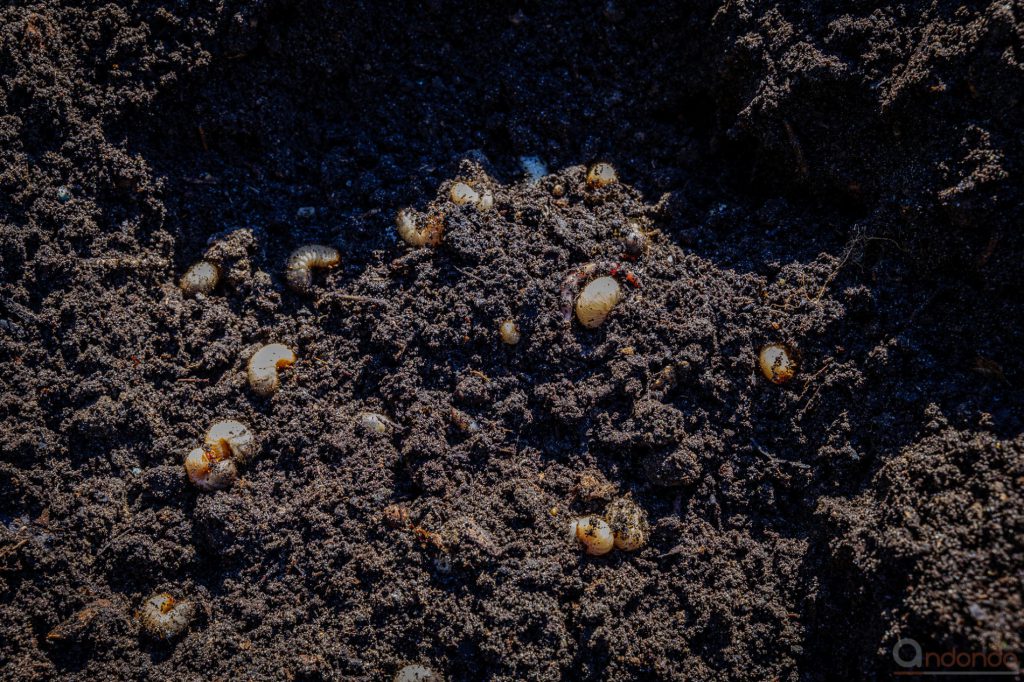 Engerlinge und Würmer im Kompost