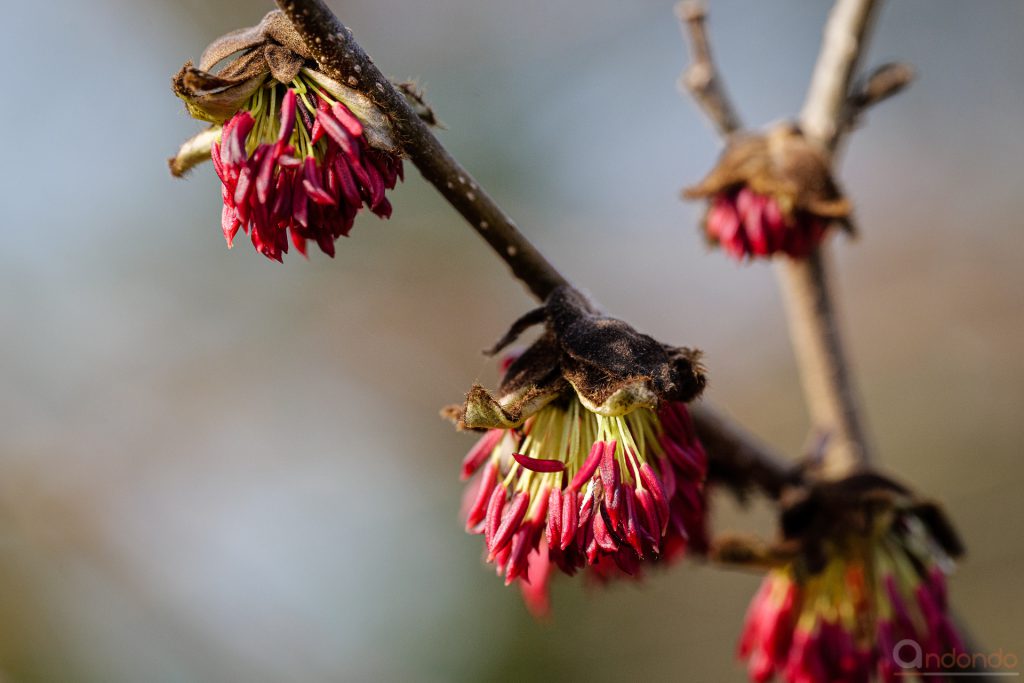 Blüten der Parrotie