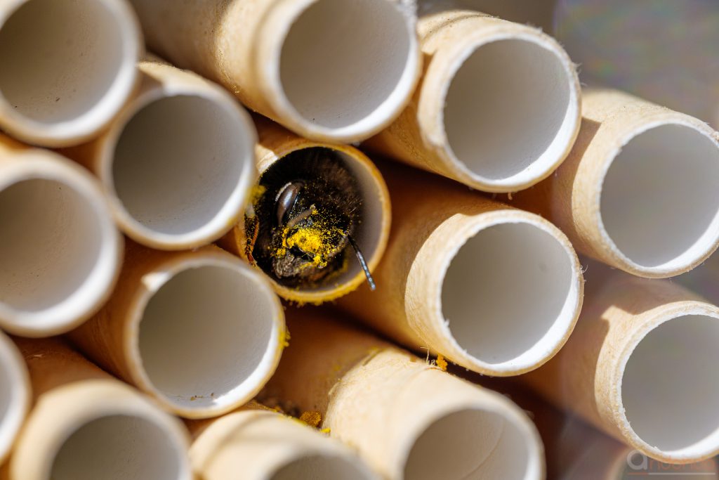 Gehörnte Mauerbiene im Insektenhotel