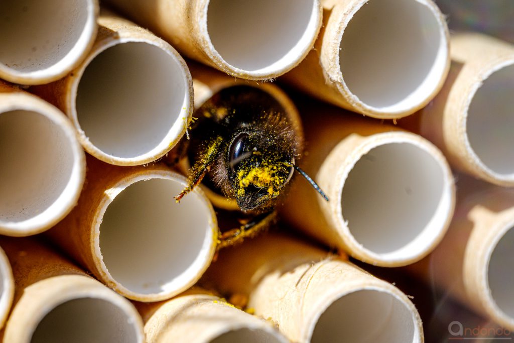 Gehörnte Mauerbiene im Insektenhotel