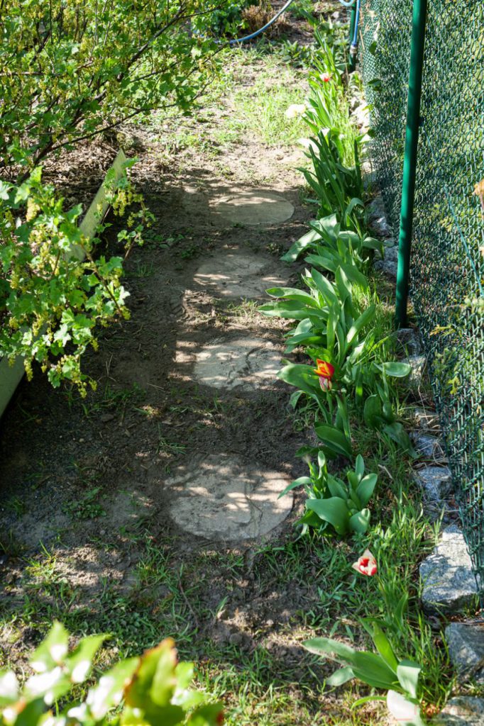 Steine an den Johannisnbeeren verlegt 