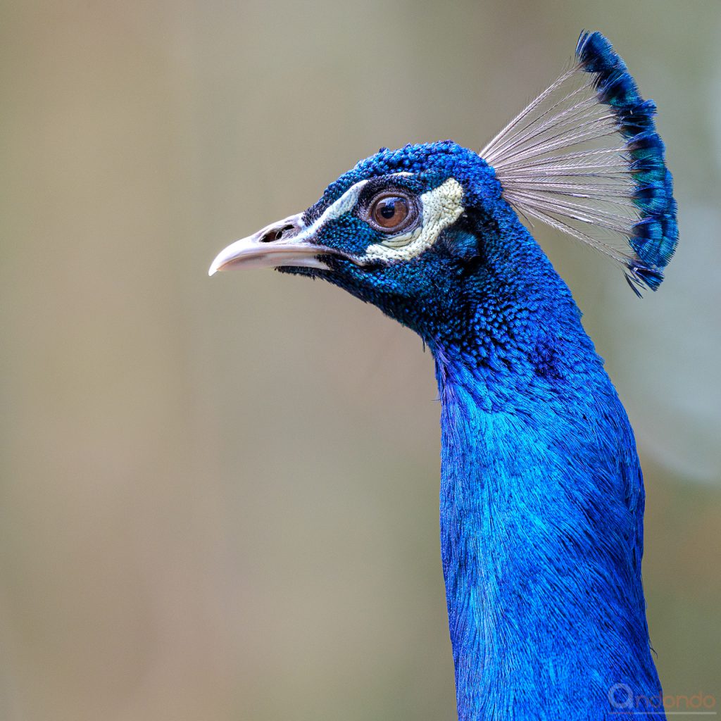 Pfau