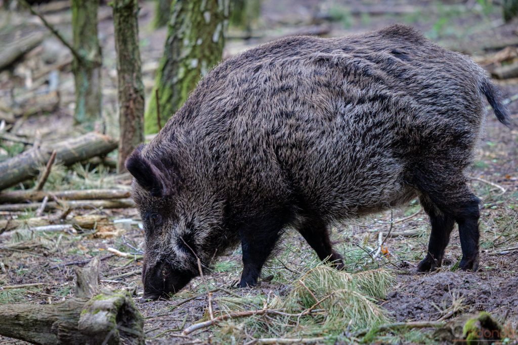 Wildschwein