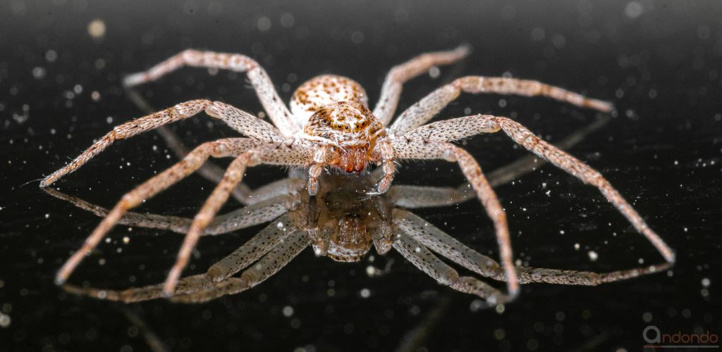 Spinne an der Terrassentür