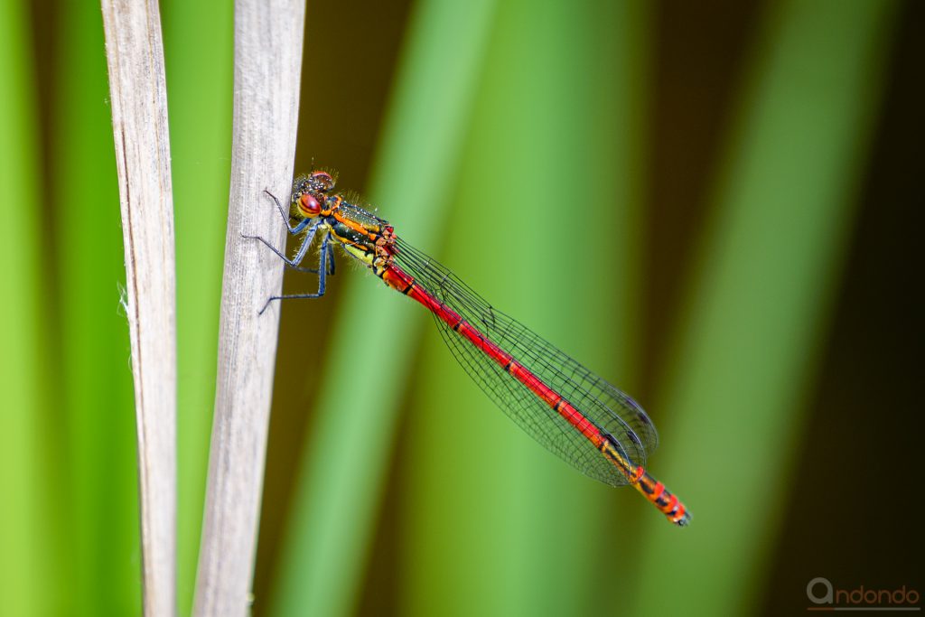 Frühe Adonislibelle