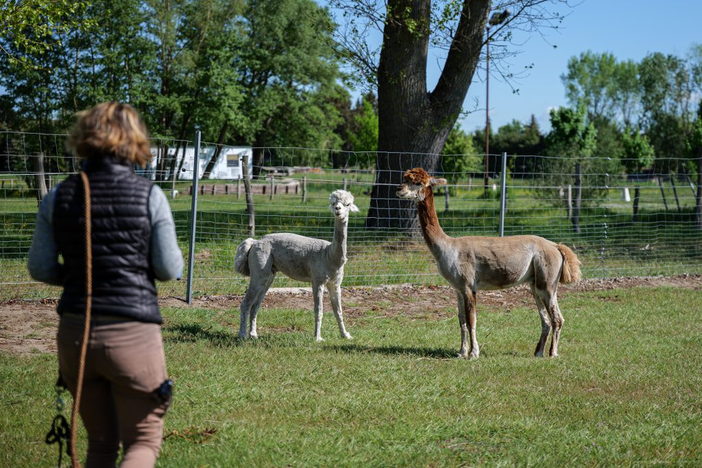 Alpakawanderung beginnt