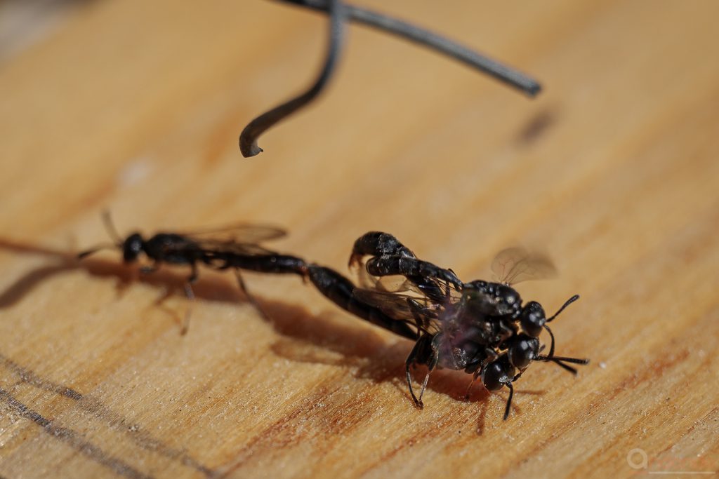 Kleine Wespen am Insektenhotel