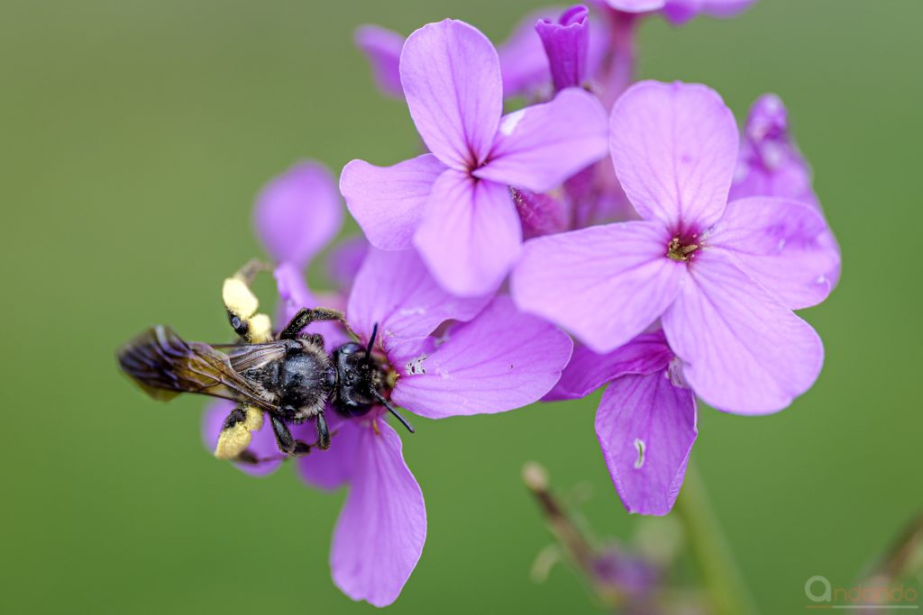 Blaue Holzbiene an Nachtviole