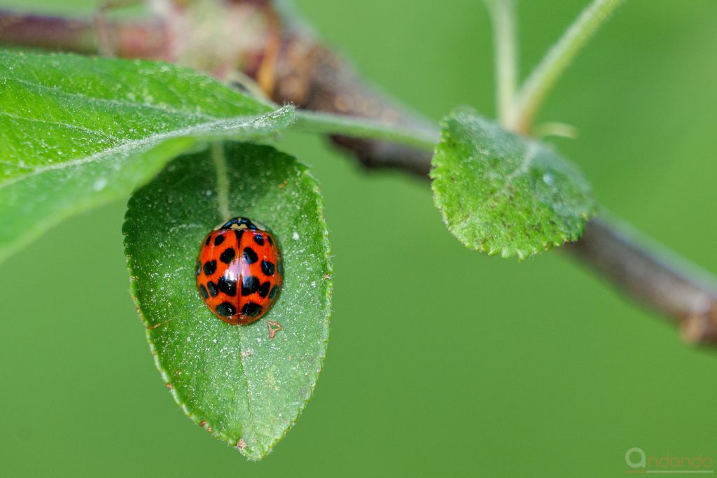 Asiatischer Marienkäfer