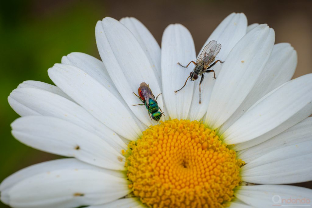 Goldwespe und Fliege