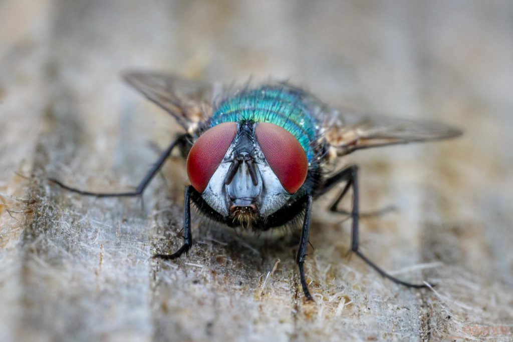 Facettenaugen einer Fliege