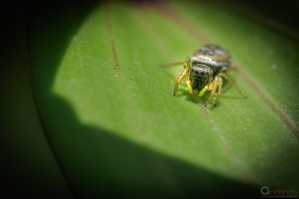 Zebraspringspinne