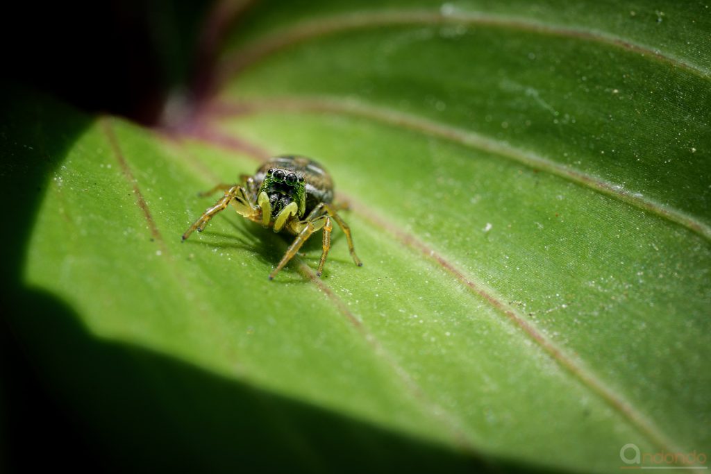 Zebraspringspinne