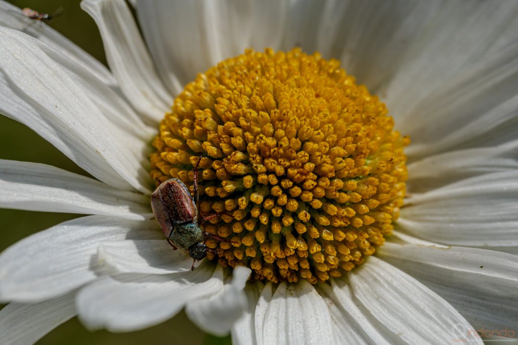 Julikäfer (Anomala ubia)