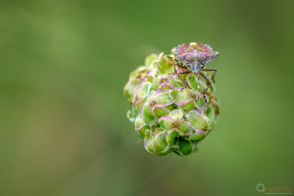 Wanze auf kleinem Wiesenknopf