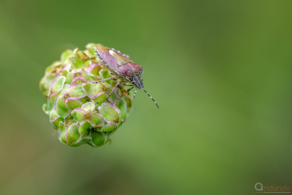 Wanze auf kleinem Wiesenknopf