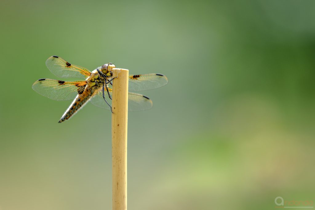 Gelbe Heidelibelle