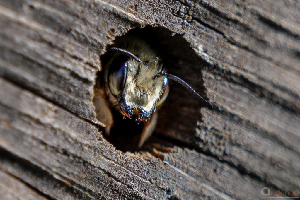 Biene in der Baumscheibe