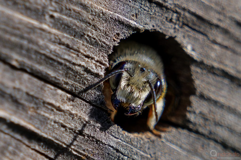 Biene in der Baumscheibe